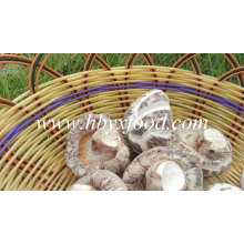 Champignons de fleurs blanches séchées / légumes Dong Gu